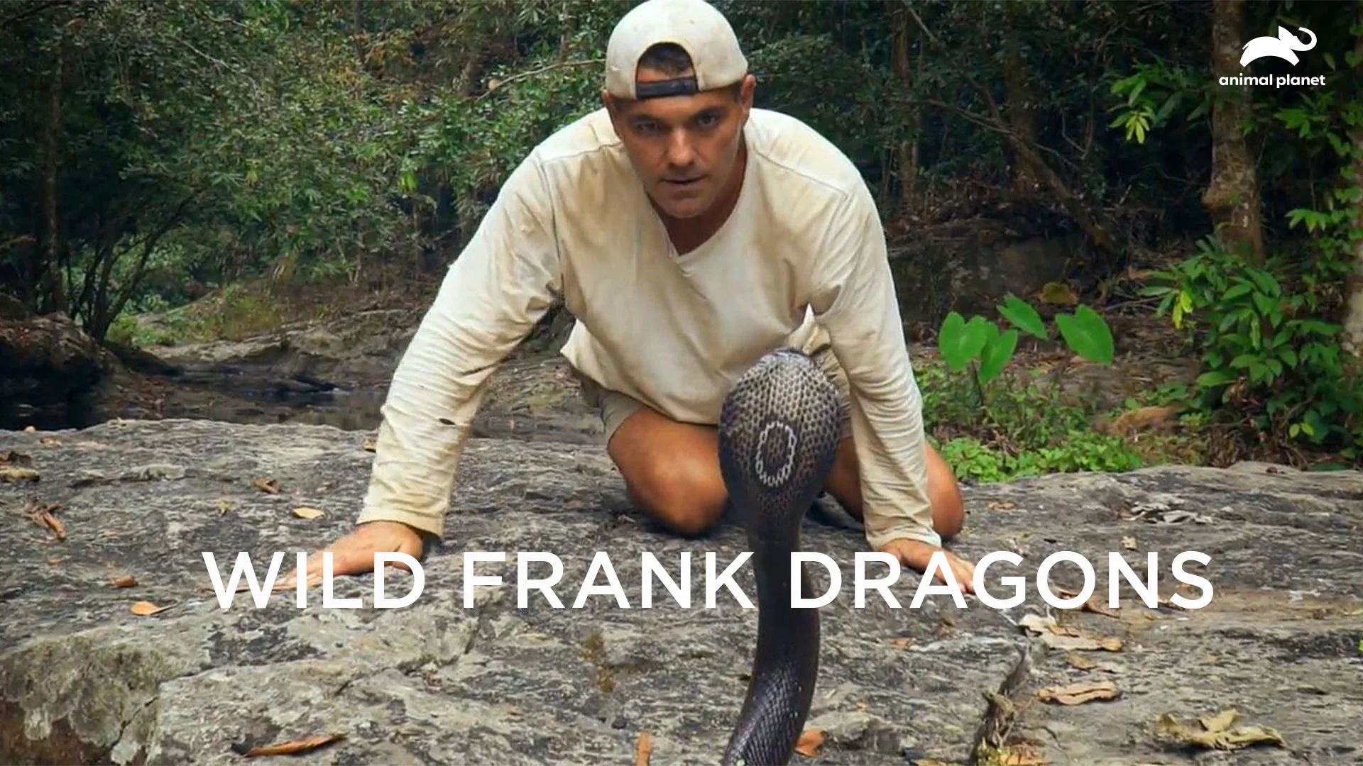 Wild Frank Dragons ดซรสออนไลน