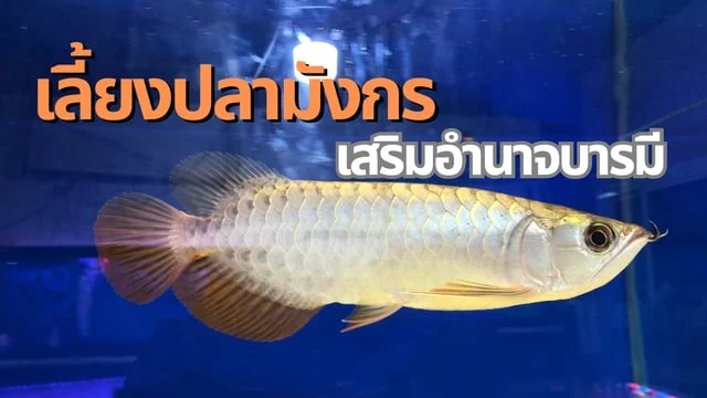 เลยงปลามงกร เสรมอำนาจบารม