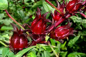 រូបតំណាង