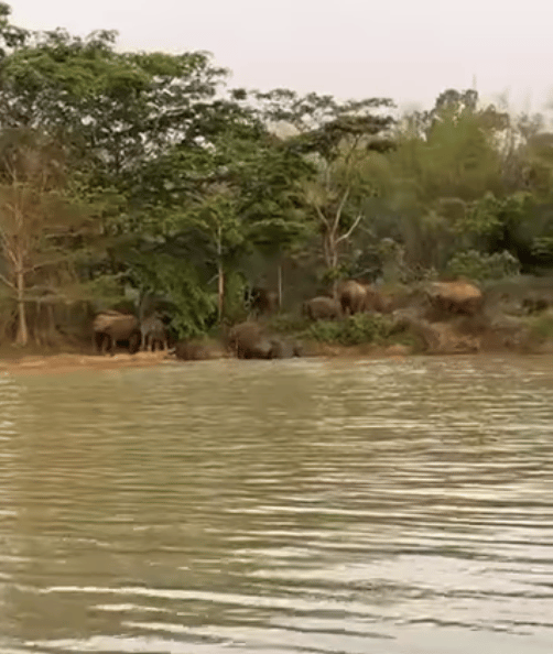 សត្វដំរី ដែលបានប្រទះឃើញ