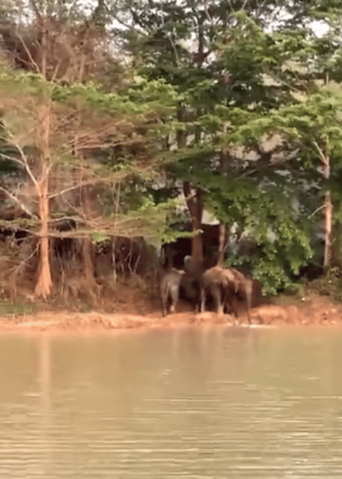 សត្វដំរី ដែលបានប្រទះឃើញ