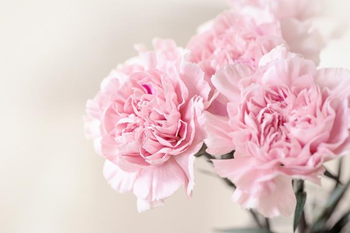 ផ្កាCarnation&nbsp;