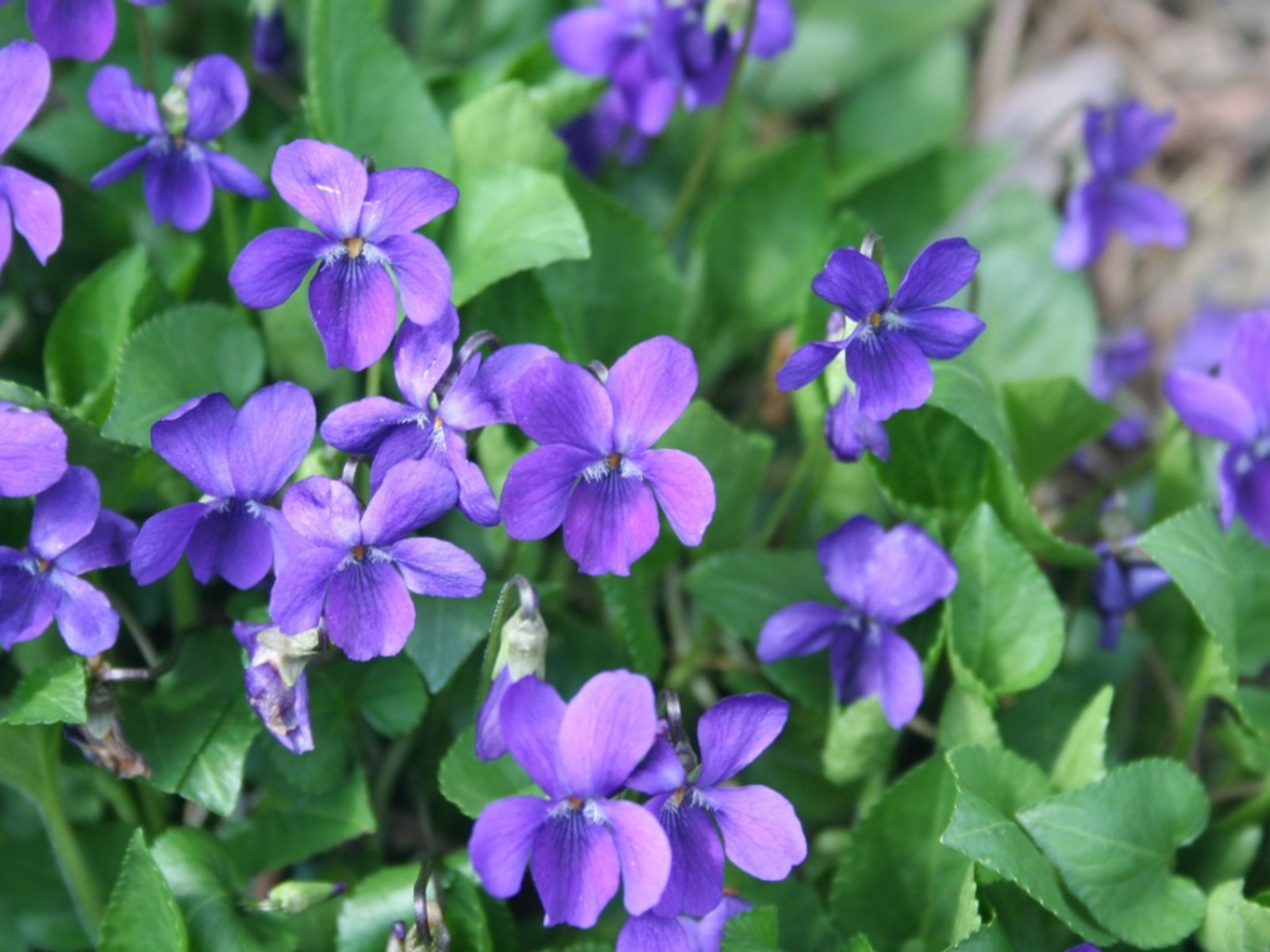 ផ្កាViolet