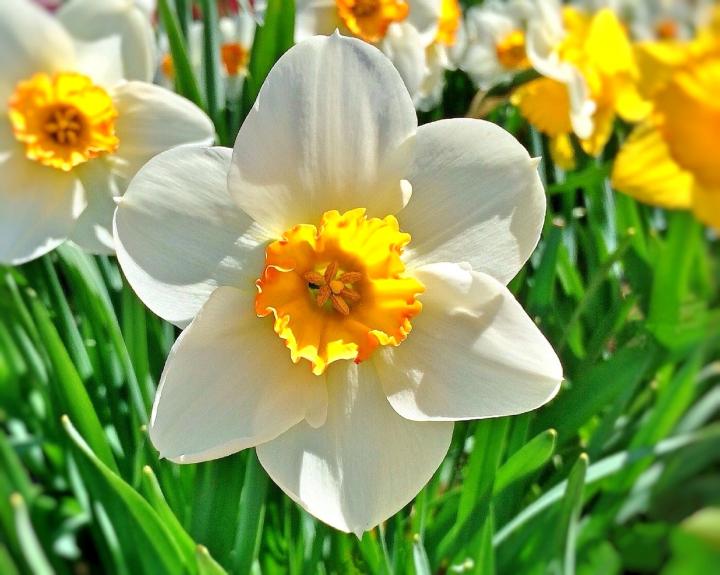 ផ្កាDaffodil