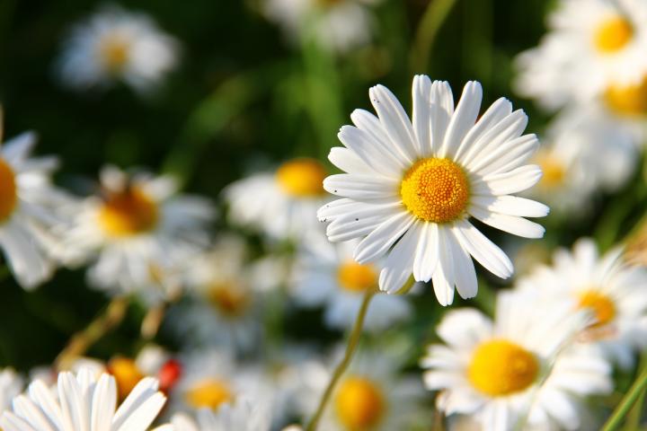 ផ្កាDaisy&nbsp;