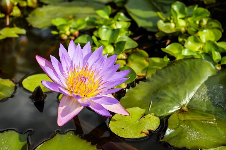 ផ្កា​ព្រលឹត​