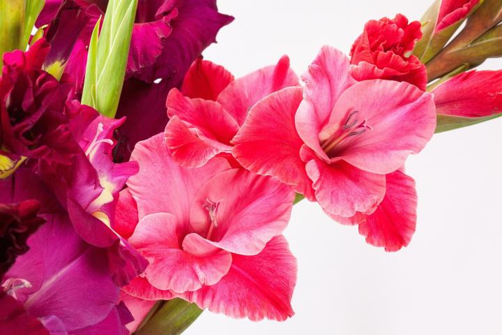 ផ្កាGladiolus