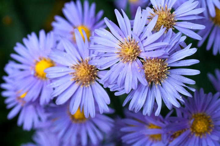 ផ្កាAster