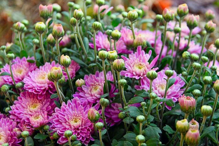 ផ្កាChrysanthemum