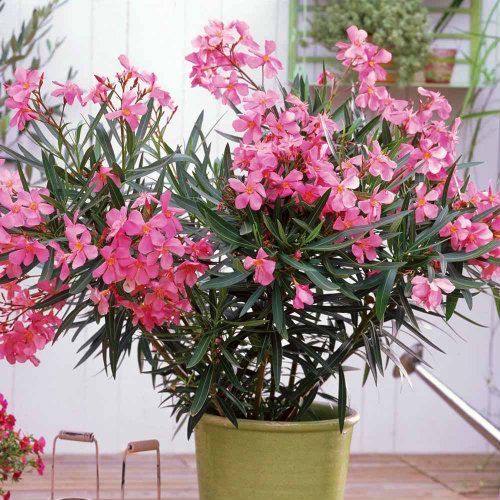 Oleander ឬ Nerium