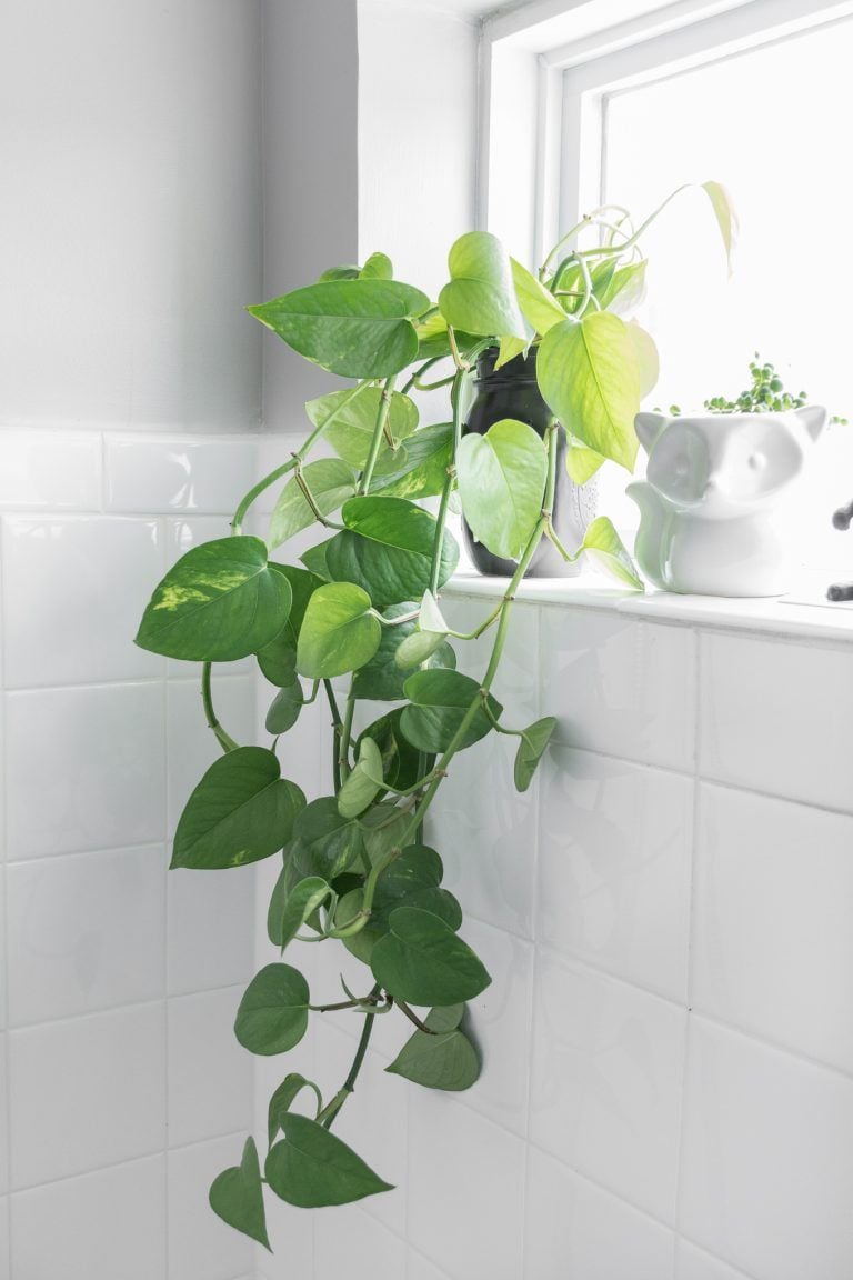 Pothos/Devil’s Ivy&nbsp;