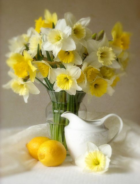 Daffodils