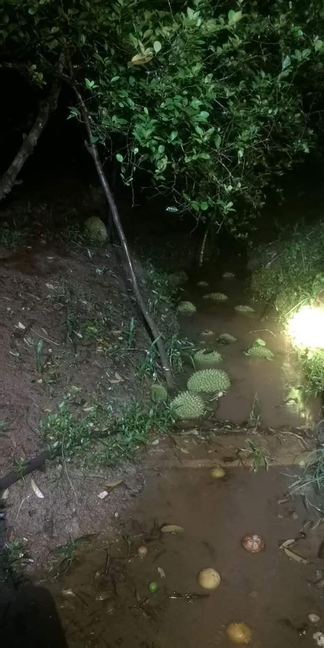 ផ្លែធុរេន