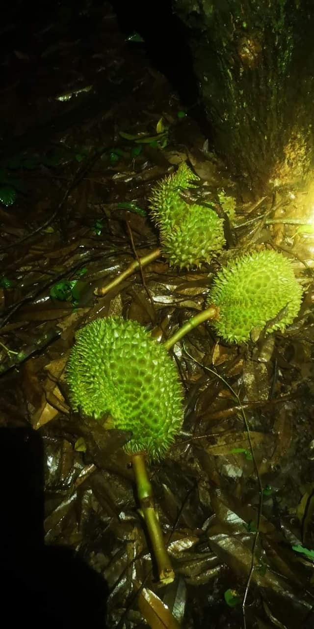 ផ្លែធុរេន