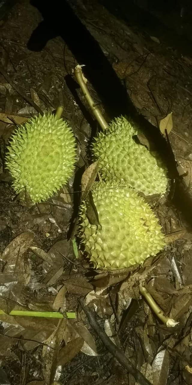 ផ្លែធុរេន