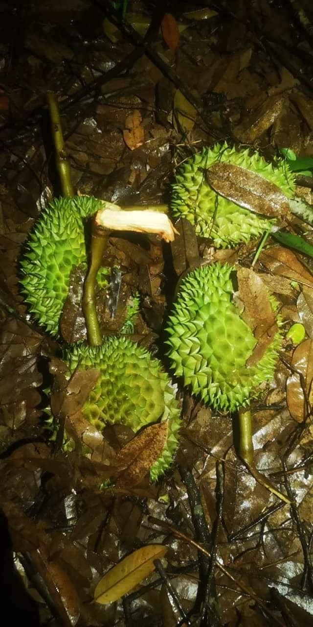 ផ្លែធុរេន