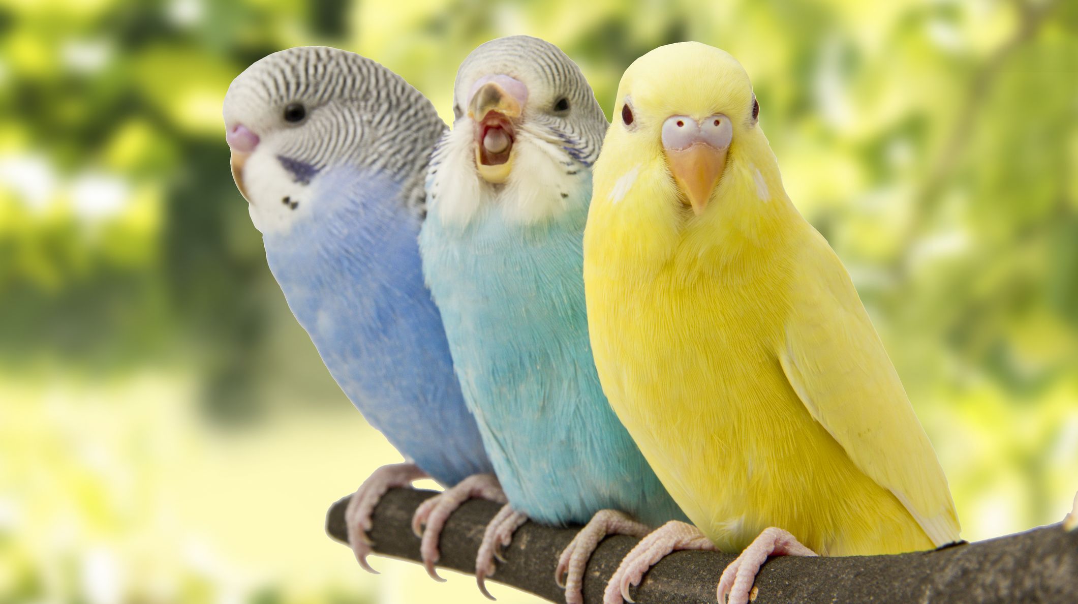 រូបភាពតំណាង