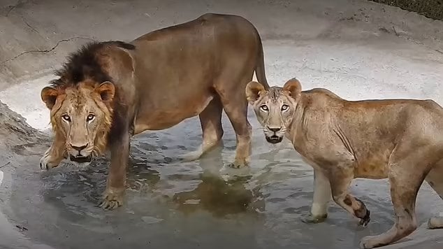 តោ ដែលបានឆ្លងកូវីដ១៩