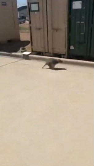 កូនសត្វ Raccoon