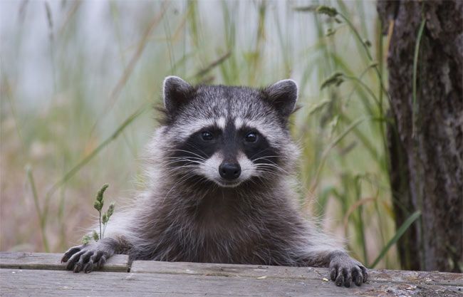 រូបតំណាងនៃកូនសត្វ Raccoon