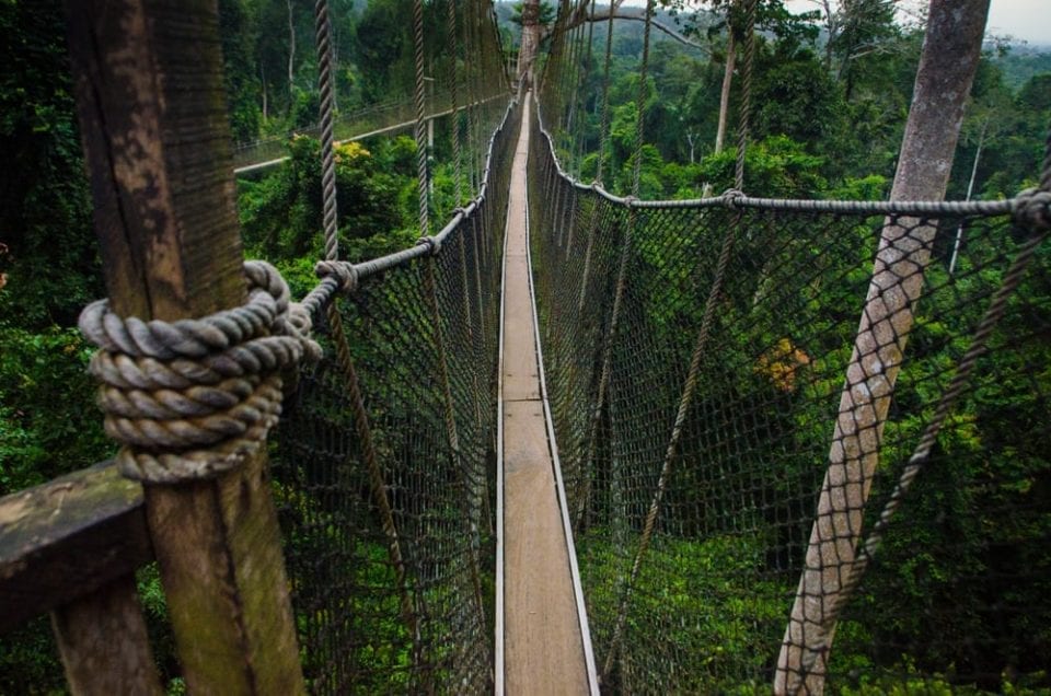 Canopy Walk&nbsp;