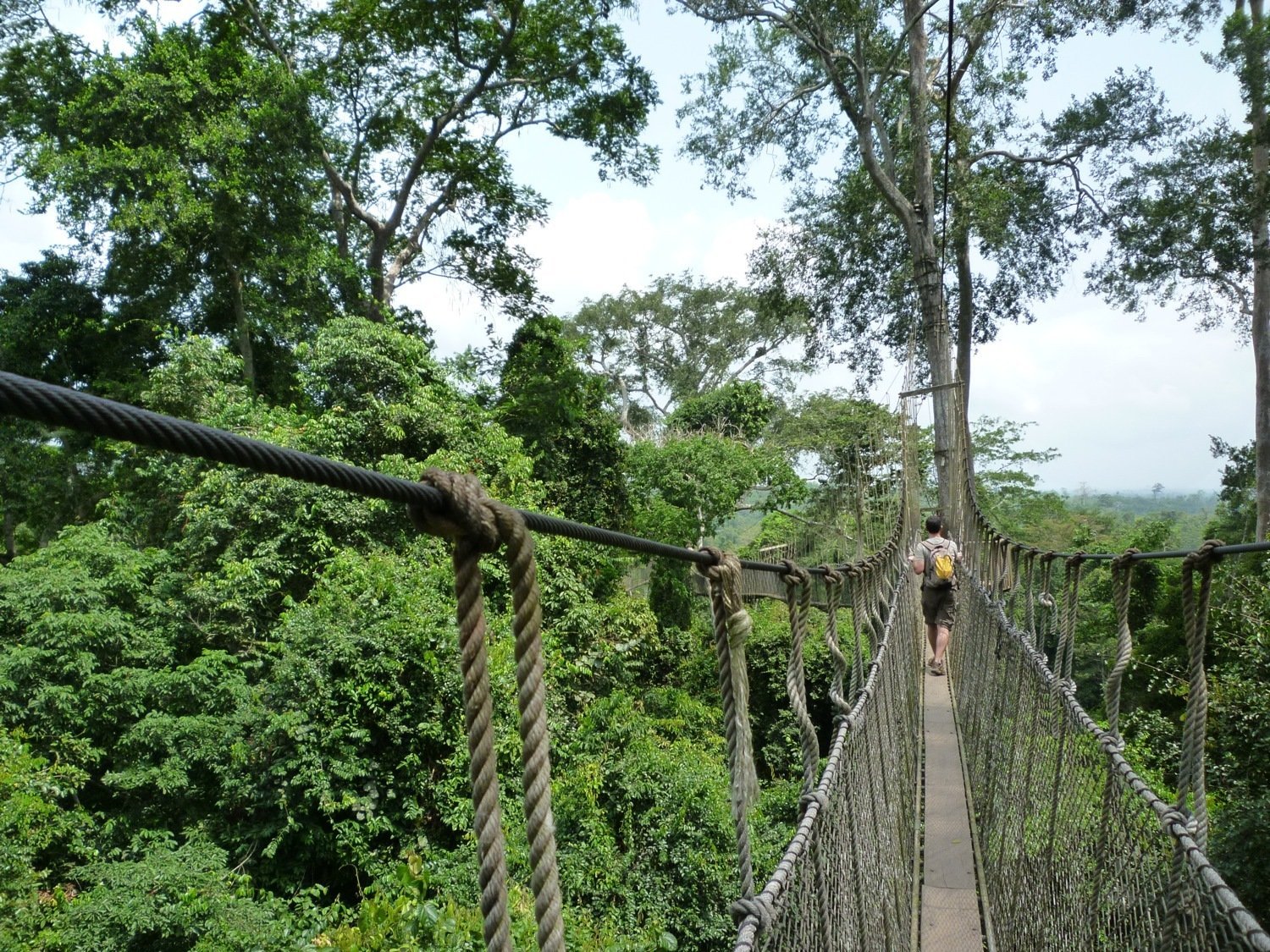 Canopy Walk&nbsp;