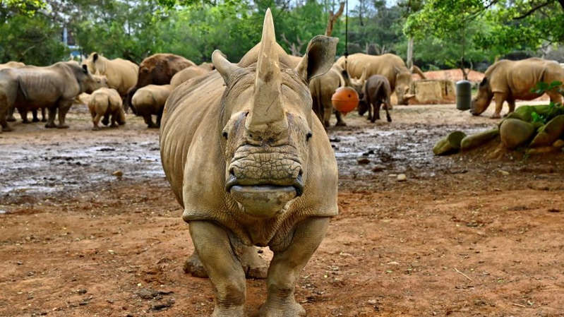 រមាសអ៊េមម៉ា