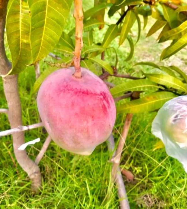 ផ្លែស្វាយតម្លៃខ្ពស់