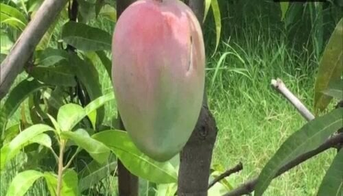 ផ្លែស្វាយតម្លៃខ្ពស់