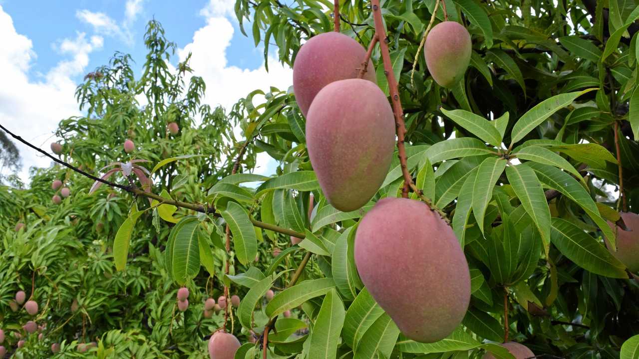 ផ្លែស្វាយតម្លៃខ្ពស់