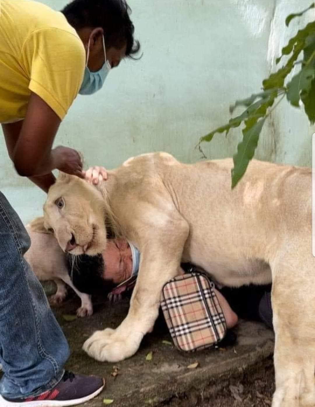 ម្ចាស់ និង កូនតោ