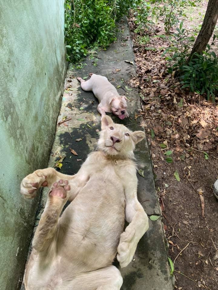 សត្វចិញ្ចឹមតោ