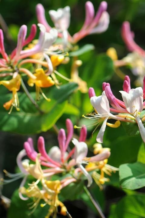 ផ្កា&nbsp;Honeysuckle&nbsp;និង&nbsp;Thistles&nbsp;