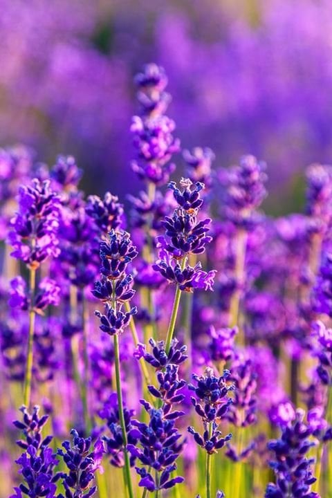 Lavender