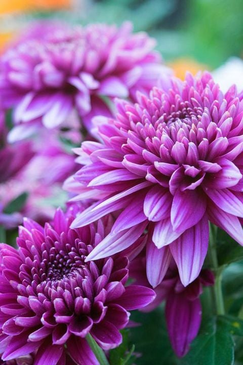 Chrysanthemum