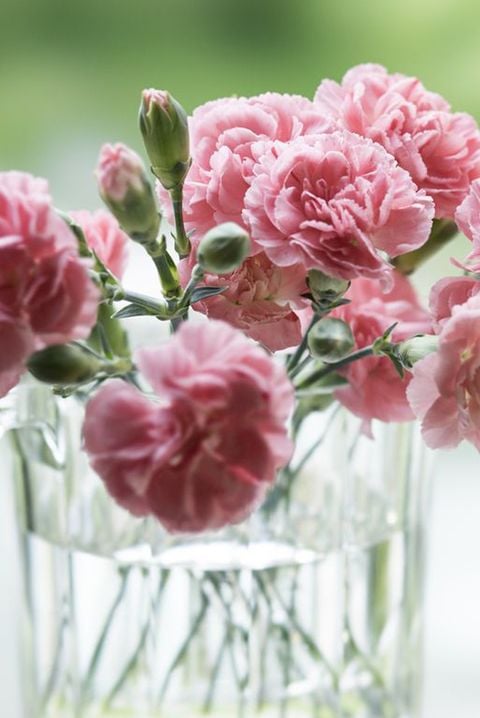 Carnations