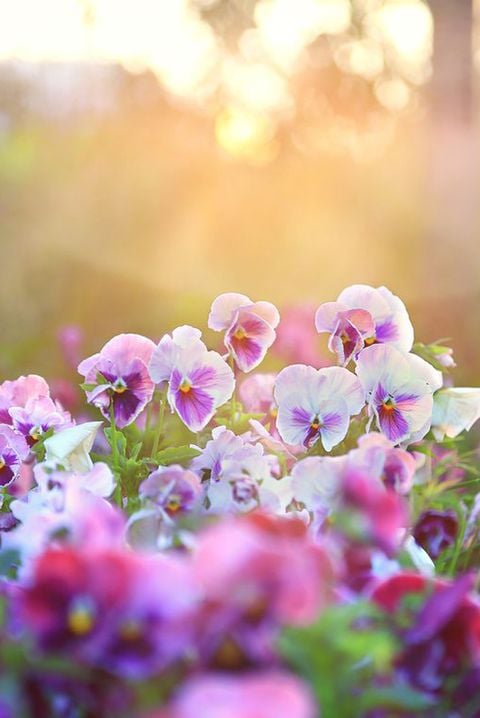 Pansy