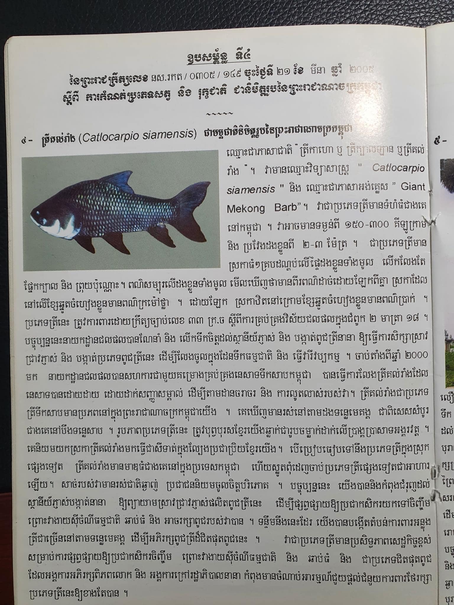 ត្រីគង់រាំង&nbsp;