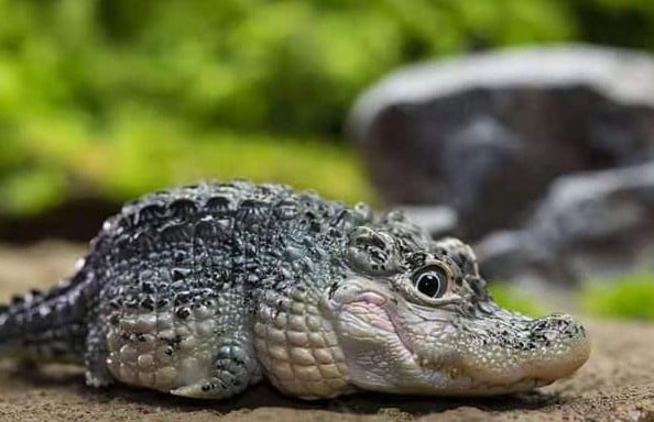 ក្រពើជ័រ