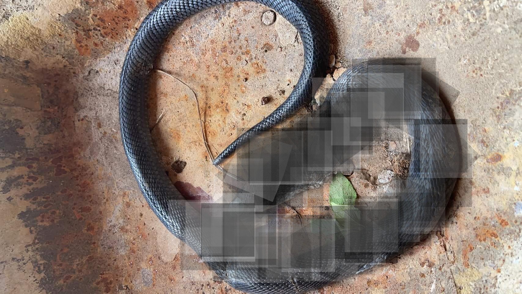 ពស់ដែលបានងាប់