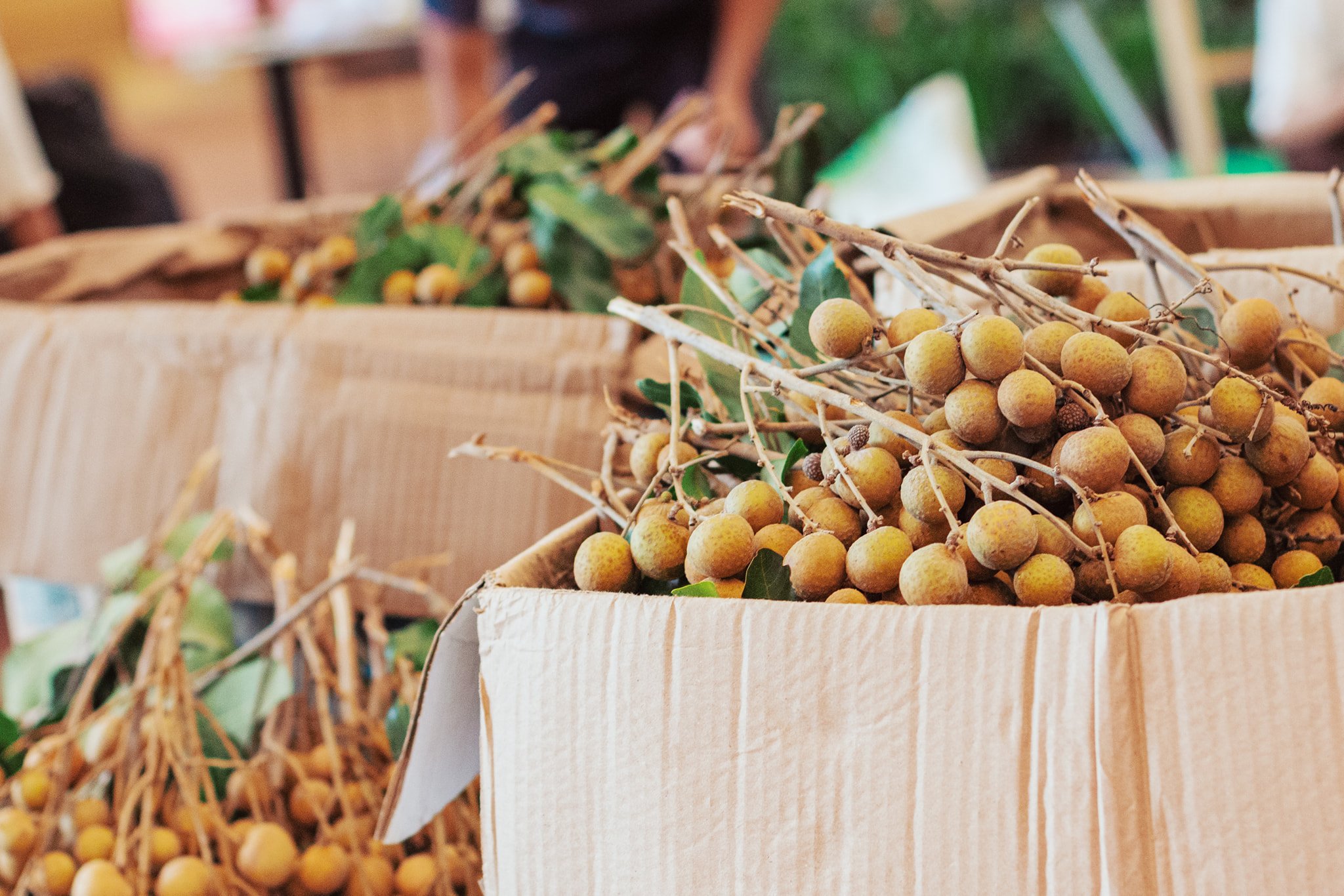 ផ្លែមៀនប៉ៃលិន