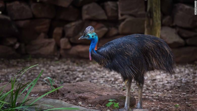 បក្សី cassowary