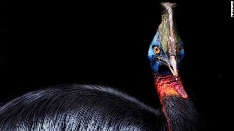 បក្សី cassowary