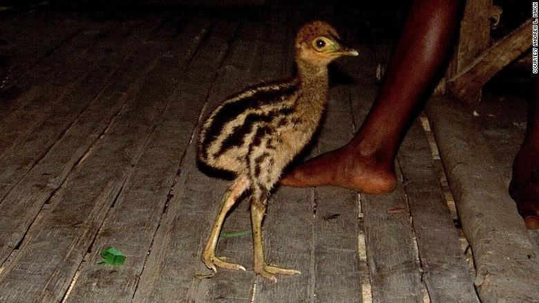 កូនបក្សី cassowary ត្រូវបានគេចិញ្ចឹមនៅលើផ្ទះមួយ នៅកោះ&nbsp;New Guinea