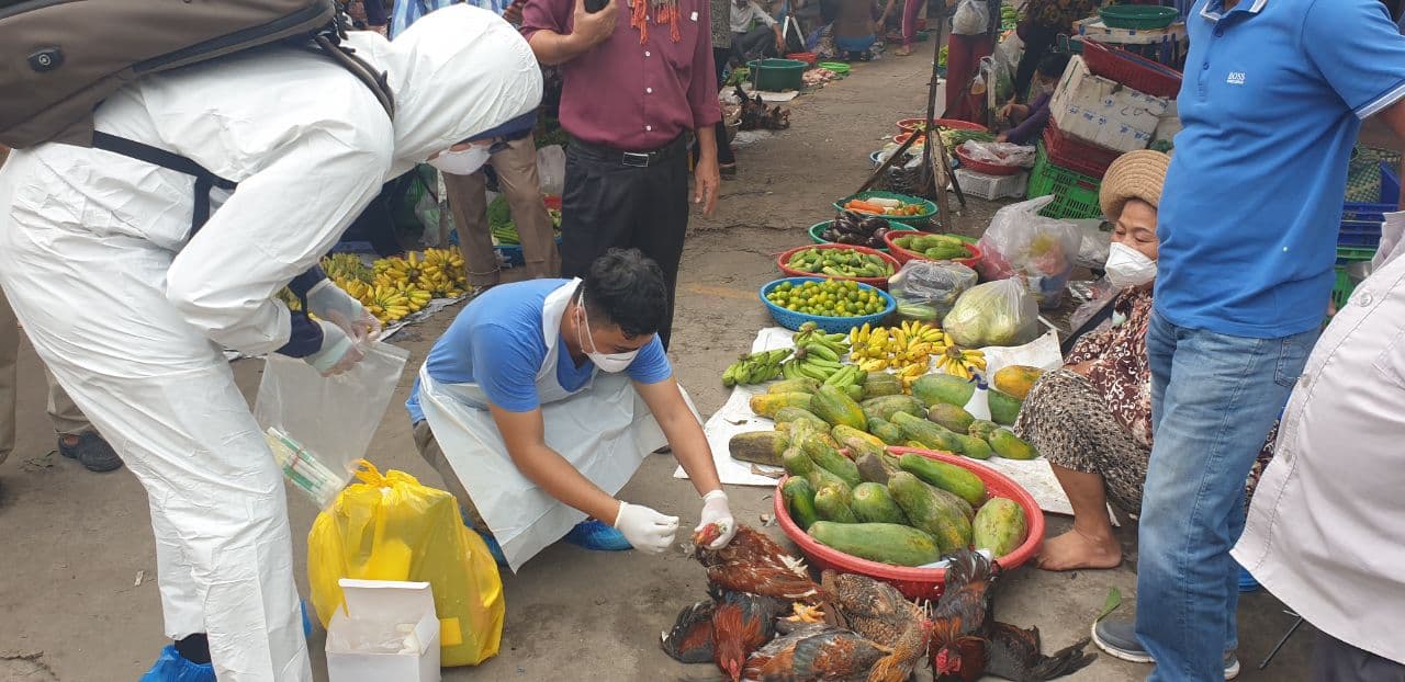 រូបគ្រូពេទ្យយកសំណាកសត្វមាន់