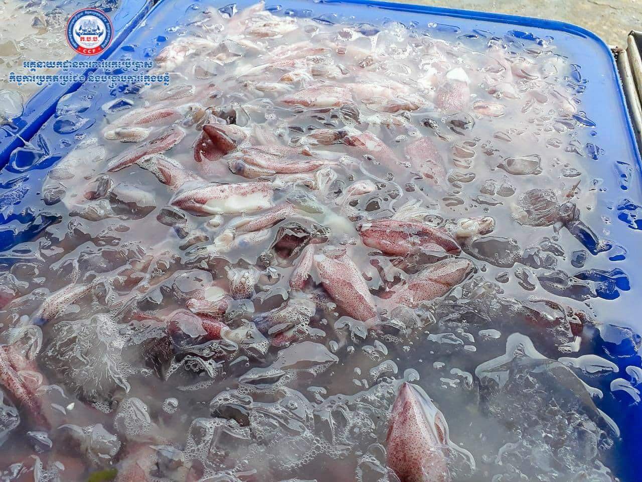 មឹក