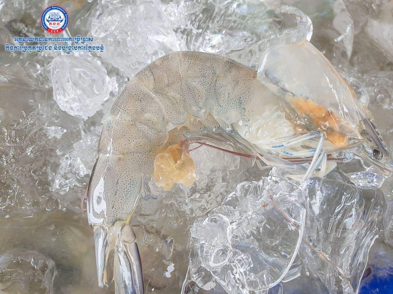 បង្គាមានចាក់បញ្ចូលសារធាតុចាហួយ