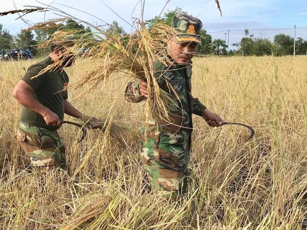 &nbsp;កម្លាំងអង្គភាពចំណុះកងពលតូចថ្មើរជើងលេខ៥១ ជួយច្រូតស្រូវប្រជាពលរដ្ឋ