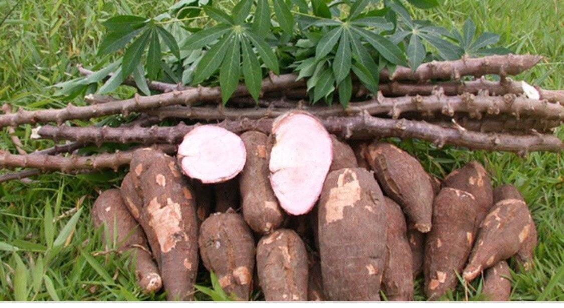 ដំឡូងមី (រូបតំណាង)