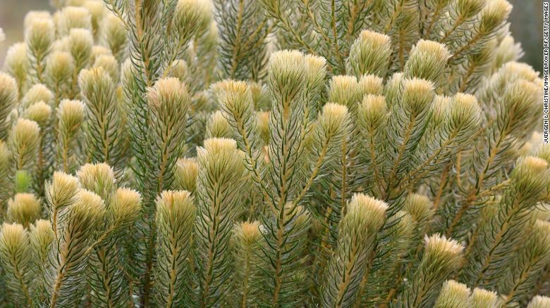 រុក្ខជាតិផ្កា&nbsp;Phylica pubescens ដែលឃើញមានសព្វថ្ងៃនៅអាហ្វ្រិកខាងត្បូង ចេញមកពីពូជដូចគ្នានឹងផ្កាដែលជាប់នៅក្នុងត្បូងពណ៌លឿង